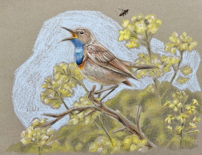 Gorgebleue à miroir