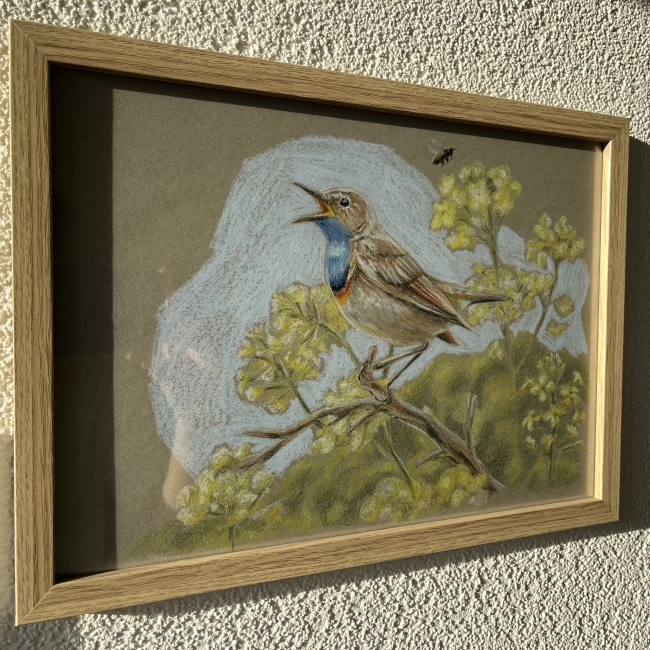 Gorgebleue à miroir